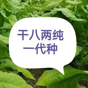 850711淘宝烟草种子 云烟87贵烟雪茄种子 国际高端烟草种 烟叶种子