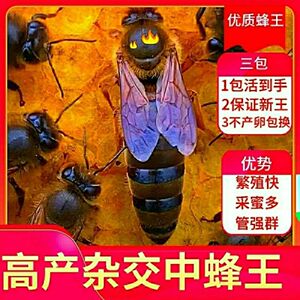 中蜂蜂王种王高产蜜蜂王土蜂王活体产卵王双色阿坝新产王优质黑王