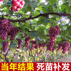 红提葡萄苗南北方庭院地栽爬藤无籽盆栽嫁接耐寒果树苗当年结果48人