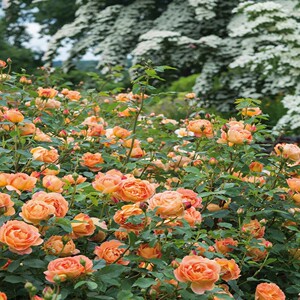 【天狼】藤本月季花苗美植袋大苗丰花龙沙宝石爬藤灌木花卉地栽