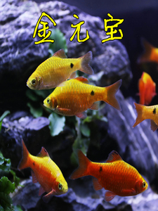 金元宝鱼活体小型鱼混养套餐淡水耐养的鱼冷水练手鱼小鱼活观赏a