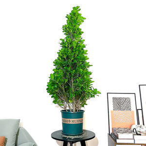 【金钱榕树盆景】金钱榕树盆景品牌,价格 - 阿里巴巴