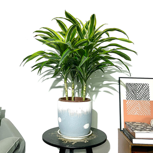 金边巴西美人铁盆栽绿植室内办公室客厅室外庭院花卉盆景四季常青