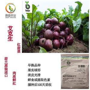 荷兰bejo艾克生红甜菜根种籽孑 原装进口四季蔬菜甜菜头萝卜种子