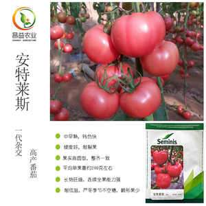 安特莱斯番茄种子 美国圣尼斯进口越冬口感型沙瓤大果西红柿种子