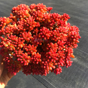 虹之玉锦老桩超大