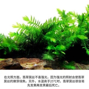 鱼缸造景翡翠莫斯树莫斯水草增氧水草虾缸活体真莫斯植物包邮