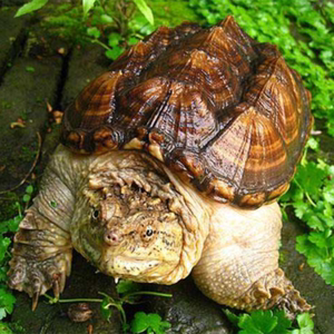 招财黄壳鳄龟大鳄龟观赏乌龟杂佛龟鳄鱼龟黄壳钓鱼龟