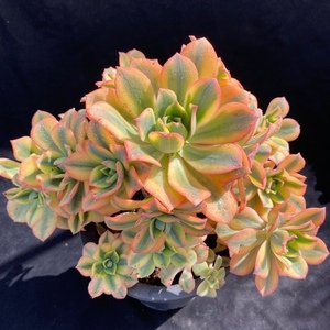 星爆多头手捧花星爆法师灿烂法师多头老桩大型多肉植物法师老桩