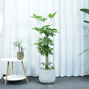 大叶伞盆栽老桩办公室客厅阳台庭院北欧网红招财树植物易养吸甲醛