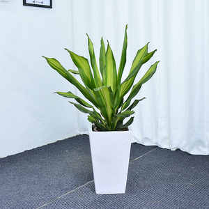 也门铁盆栽办公室客厅大绿植广州佛山深圳东莞吸甲醛一本万利植物