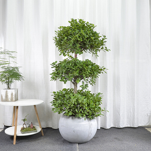 金钱榕盆栽摇钱树室内招财植物客厅办公室除甲醛广州佛山深圳东莞