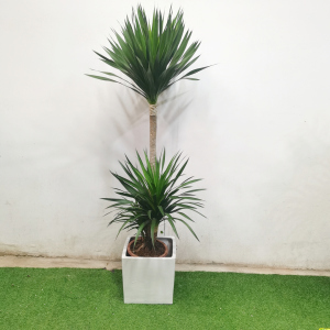 太空铁盆栽龙血树植物老桩造型独杆单头粗壮耐阴好养绿植一物一拍