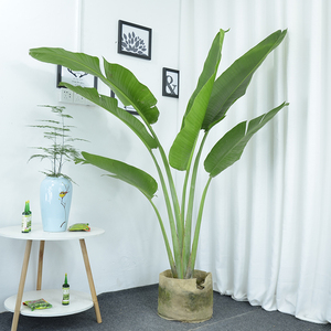 室内阳台花园旅人蕉盆栽 室内真植物 直播间一物一拍所见即所得