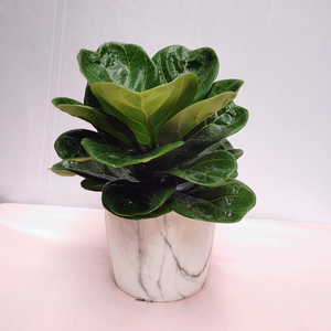 小琴叶榕办公室盆栽北欧植物网红绿植客厅阳台观叶盆栽广州佛山送