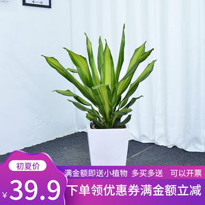 也门铁盆栽办公室客厅大绿植广州佛山深圳东莞吸甲醛一本万利植物