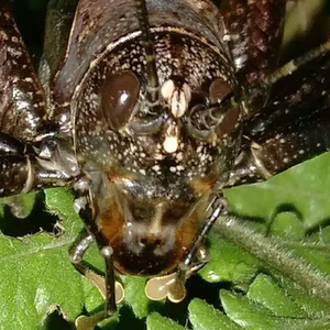 000人付款淘宝螽斯宠物凶猛蟋螽活体糜螽以捕昆虫为主