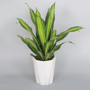 巴西铁盆栽净化空气防辐射也门金边观叶香龙血树吸甲醛易养活客厅