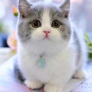 纯种英短蓝白猫矮脚猫包子脸幼猫活物金银渐层猫宠物猫咪幼崽活体