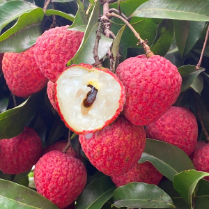 顺丰大果 5斤南山老树糯米糍荔枝新鲜现摘现发孕妇水果整箱包邮6