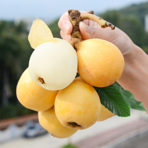 超甜高端品种6斤贵妃白玉枇杷新鲜水果云霄东山白沙琵琶顺丰包邮5