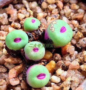 大红嘴多肉1380b小红嘴肉锥嘟嘟嘴一物一拍二大爷多肉