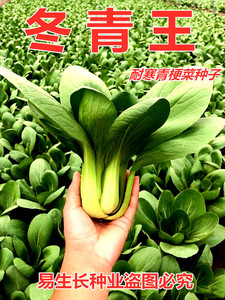 德赛冬青王青梗菜种子翠绿油亮高产耐寒抗病农家秋冬播种精选青菜