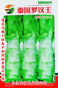 泰国罗汉王莴笋种子薄皮节稀大棒高产耐热耐寒商品性佳春夏秋播种