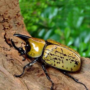 美东白兜 金龟子甲虫宠物成虫幼虫花金龟巨型超大兜虫活体锹形虫