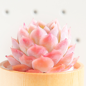 粉雪多肉植物组合盆栽花卉贵货室内花盆好养大颗稀有品种多肉老桩