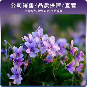 花种籽子四季开花播种易活花籽室内外阳台庭院盆栽紫花地丁种子