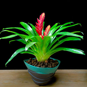 开业乔迁运礼盆景鸿送当头凤梨卡利红盆栽r莺歌凤梨花红玉扇
