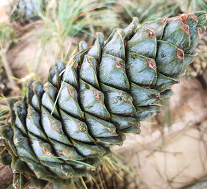 2020贵州野生云南新鲜青松果绿松塔马尾华山魔王松鼠粮食坚果松子