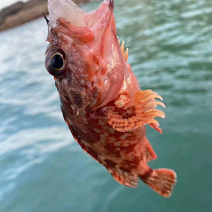 石翁鱼鲜活水产野生石九公小虎头鱼海钓新鲜老虎斑红石头鲈石狗公