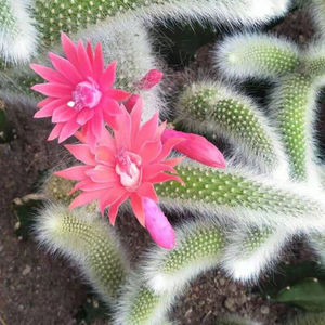 九尾狐多肉猴尾柱软毛猴尾巴九尾狐j多肉植物纯正超长毛稀有品志浩