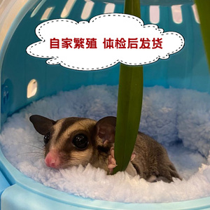 网红蜜袋鼯能滑翔的宠物抖音蜜袋鼠幼崽宝宝蜜袋鼬飞鼠迷你口袋鼠