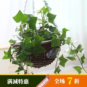 吊兰花盆垂吊包邮