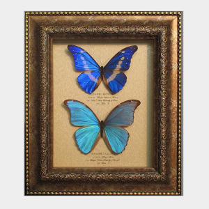 欧式复古做旧雕花蝴蝶相框 立体加厚植物标本框 diy干花标本装裱