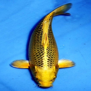 金丝鲤鱼高森图片