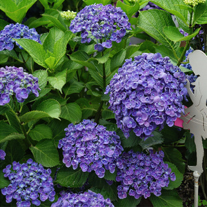 大花绣球爆米花