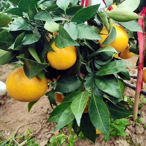 【新品种桔子树】新品种桔子树品牌,价格 - 阿里巴巴