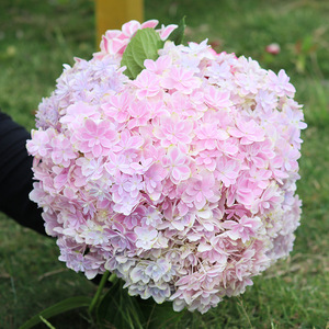 【九语】万华镜大花重瓣绣球花苗八仙花可调色庭院花卉植物盆栽