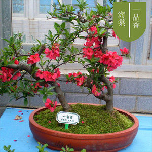 日本长寿冠海棠盆景海棠花盆栽带花苞花苗树苗重瓣花卉当年开花