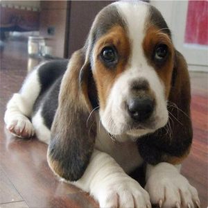 爱心无偿领养巴吉度猎犬猎兔犬小狗幼犬迷你宠物狗狗活物小型好养