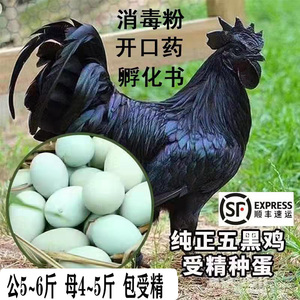纯种五黑一绿壳鸡种蛋可孵化乌骨土柴小鸡黑羽乌鸡受精蛋30枚包邮