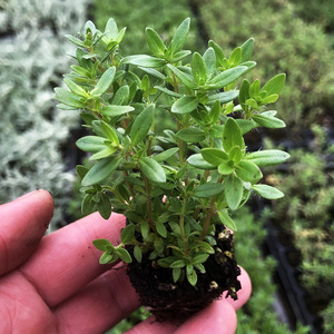 柠檬百里香苗 食用香草盆栽植物花卉芳香料理驱蚊百里香花苗易种