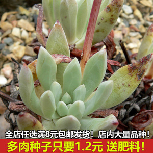 德国进口多肉种子 景天科 千寿姬种子 dudleya caespitosa