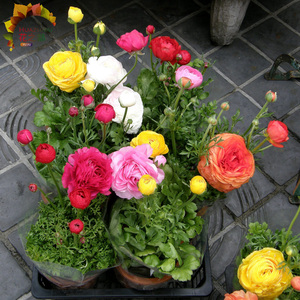 花毛茛种球根 芹叶牡丹种球 当年开花多色 进口盆栽观花植物花卉