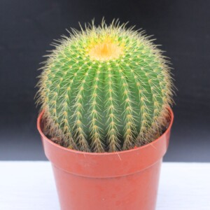 金冠仙人球金色仙人球陶瓷盆带盆栽好超大棵仙人球桌面盆栽包邮