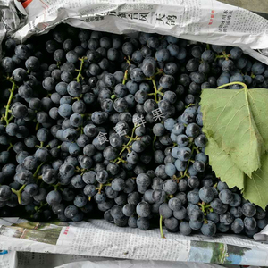停发广西酿酒山葡萄新鲜水果野葡萄非巨峰赤霞珠酵素自酿葡萄酒30